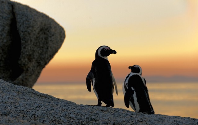 African Jackass penguin pair at sunset near Cape Town, South Africa